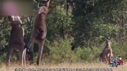 号称动物界的“隔壁老王”  要么用实力要么用套路